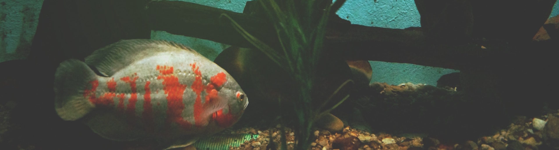 Stress in Fish Symptoms and Solutions Hartz