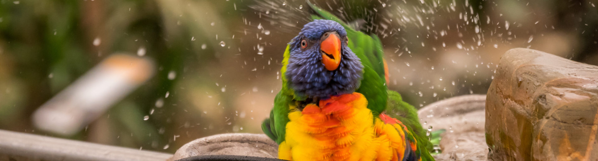 How to Bathe Your Bird Hartz