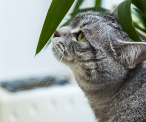 Pet safe houseplants - Cat sniffing the leaf of a houseplant