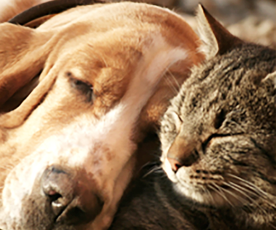 Best Flea and Tick Treatment - Dog and cat sleeping. Keep your pets safe and healthy by keeping them flea and tick free.