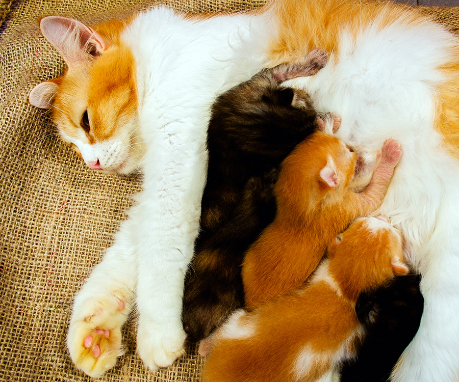 Cat spaying - Mom cat nursing kittens