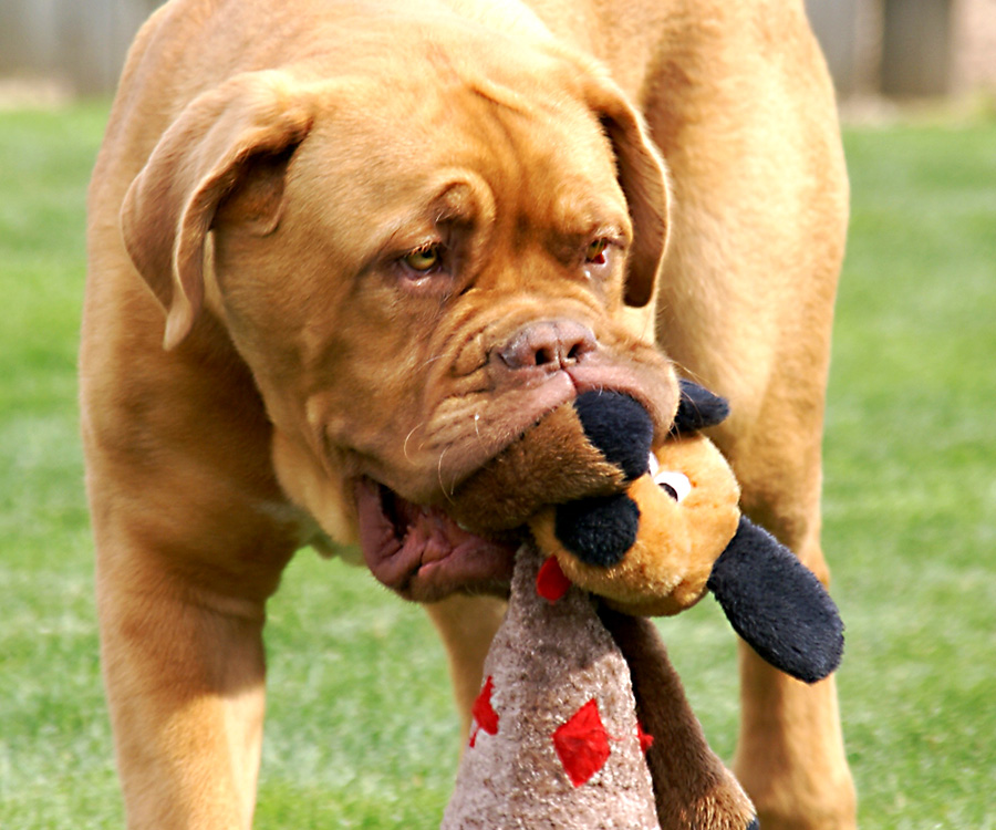 Consider disinfecting dog toys, as dogs, like this one, carry things in their mouths.