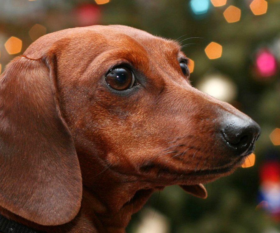 Holidays Dogs - Closeup of dachshund dog in front of a Christmas tree during the holidays.