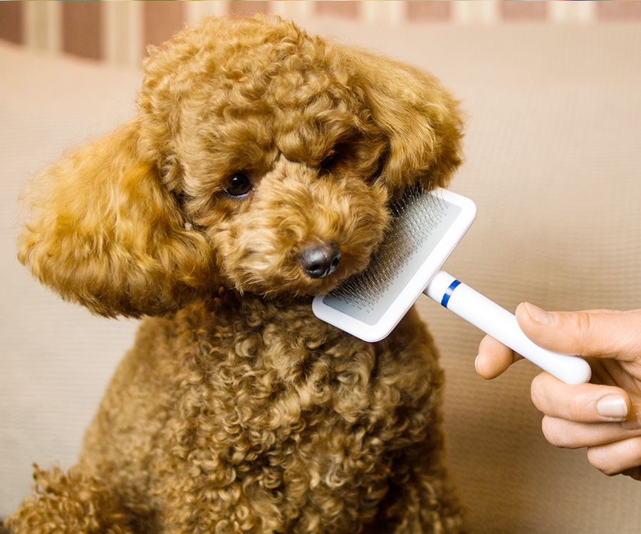 Puppy poodle grooming with hairbrush at home