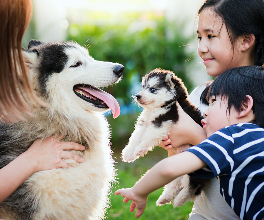 An example of socialization for your pooch is this Asian family interacting with a Siberian Husky dog and puppy.
