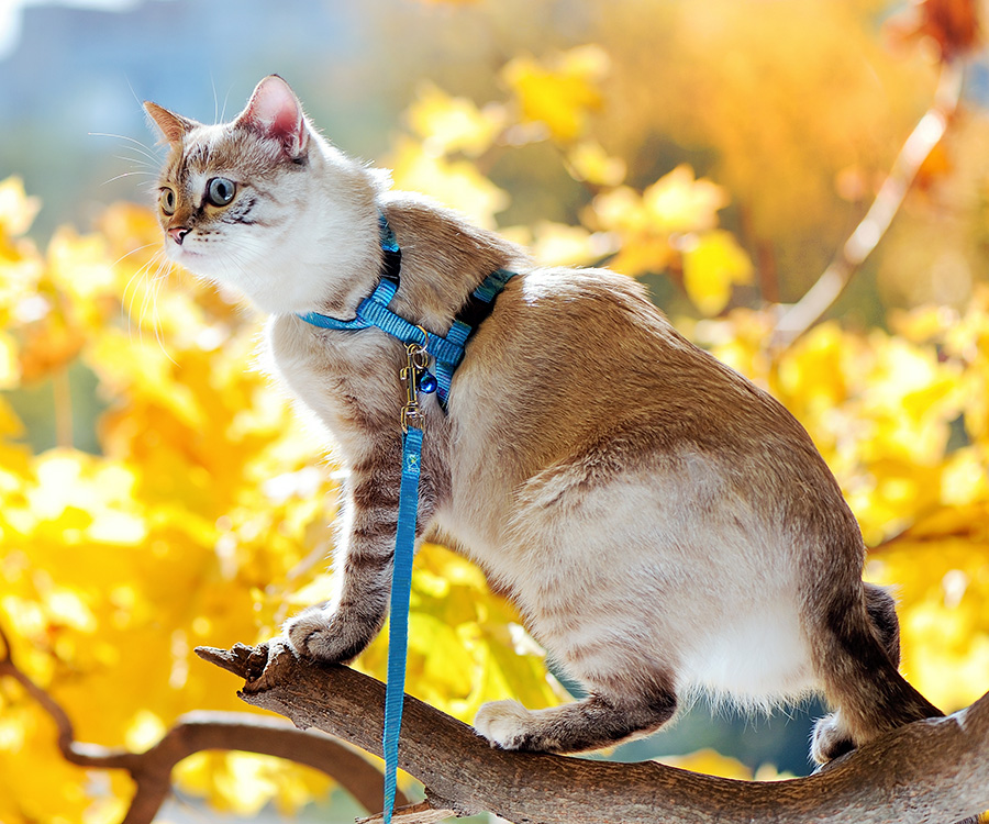 How to help your cat lose weight - Cat wearing leash walking along the branch of yellow tree.