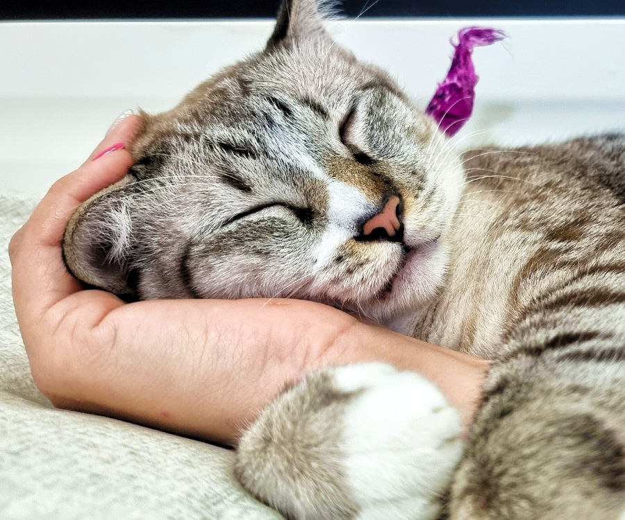 Does My Cat Have Separation Anxiety - Cat sleeping on his owner's hand.
