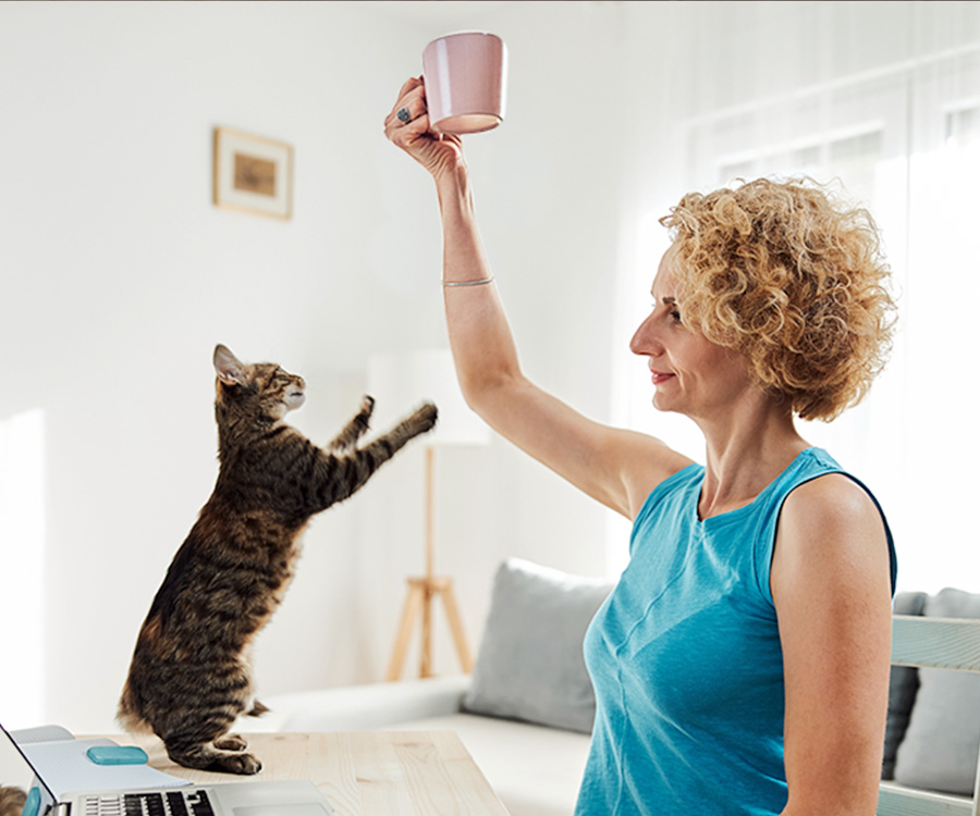 Teach cat to high five - Woman and Tabby cat playing with cup to teach her cat to high five