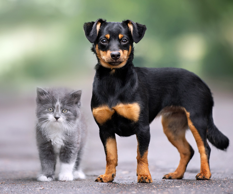 DNA pet test - Mixed-breed dog and kitten posing outdoors