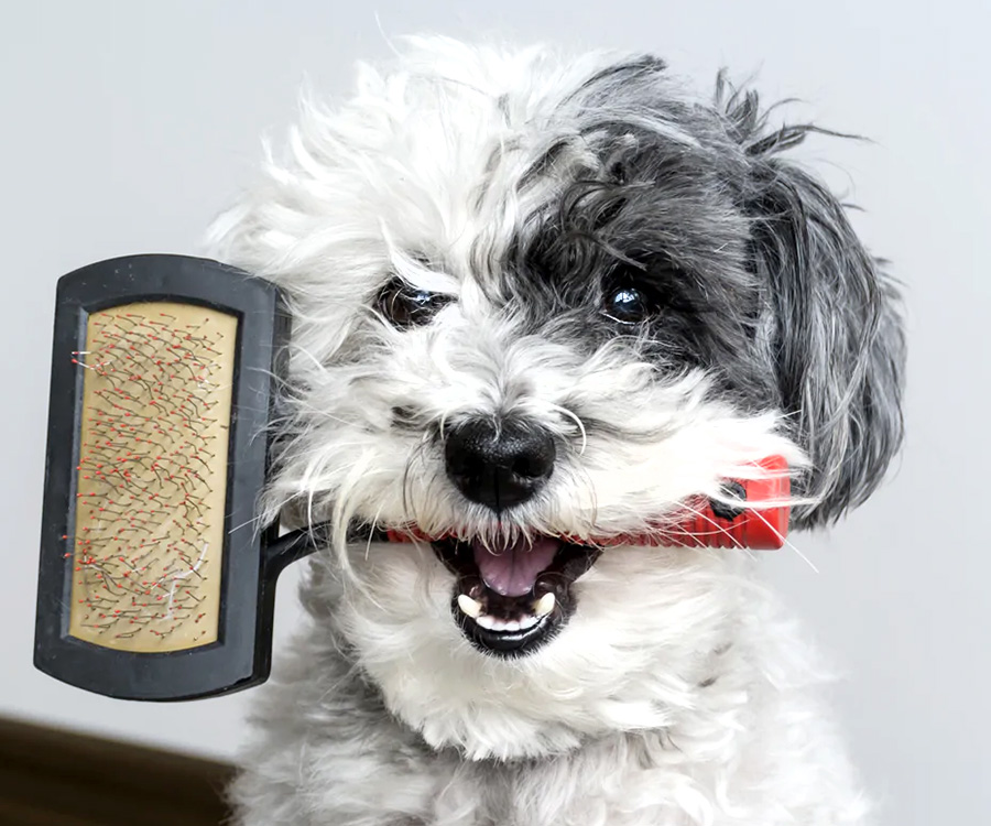 Choosing the Right Dog Brush - Curly haired pup clenching handle of bristle brush for dog in its mouth