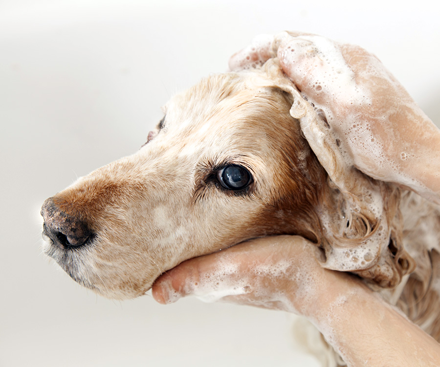 Dog grooming - A dog taking a shower with soap and water