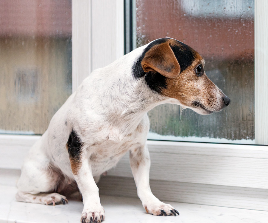 Dog with separation anxiety sits alone on a window sill in bad weather and looks outdoors