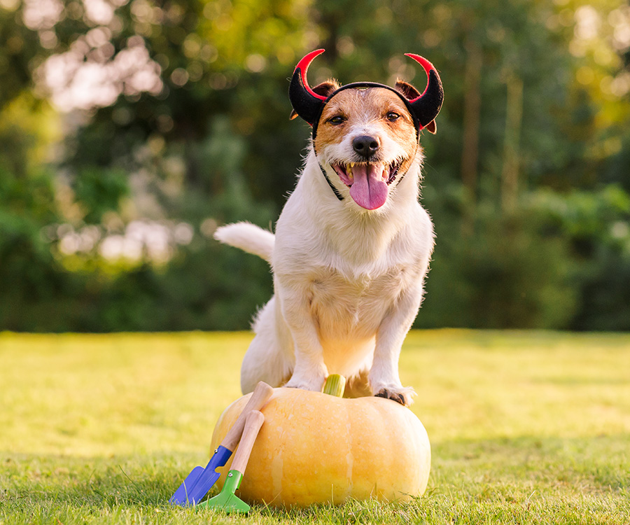 Halloween pet safety - Dog in costume standing on pumpkin at lawn