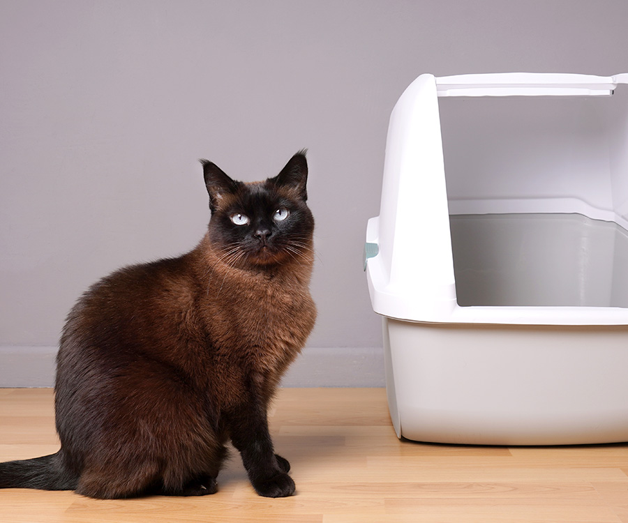 Cat Training - Siamese cat sitting next to enclosed litter box