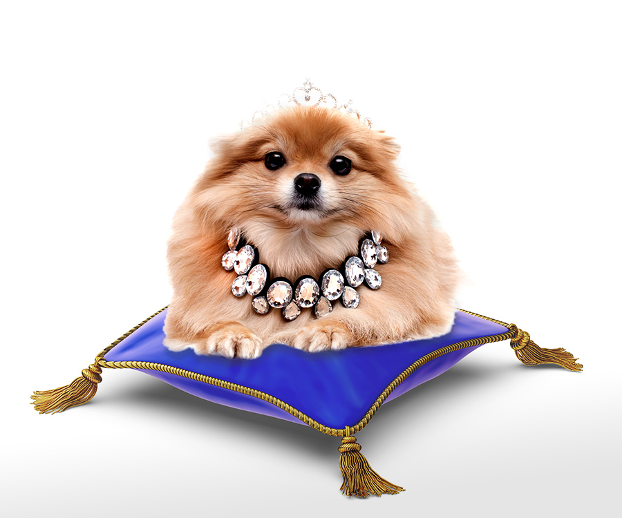 Pet accessories - Pomeranian Spitz with a crown on head and diamond collar