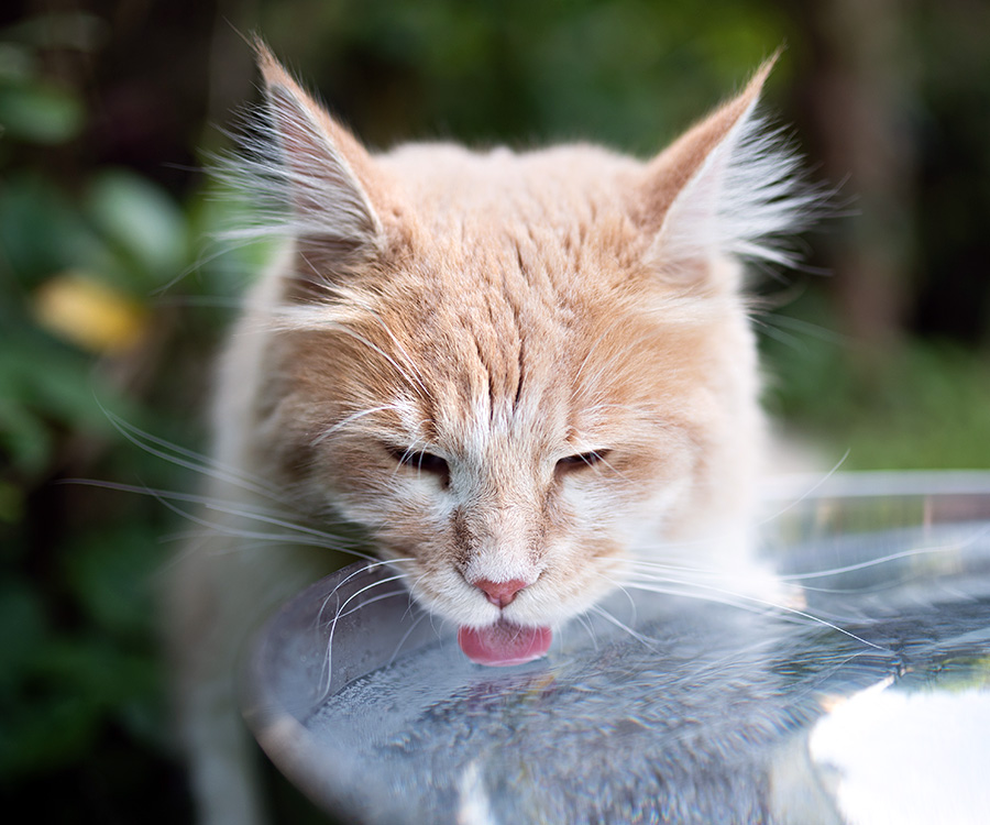 Keeping cats cool in summer - Closeup of cream tabby ginger white Maine Coon cat drinking water with tongue out in metal bowl.