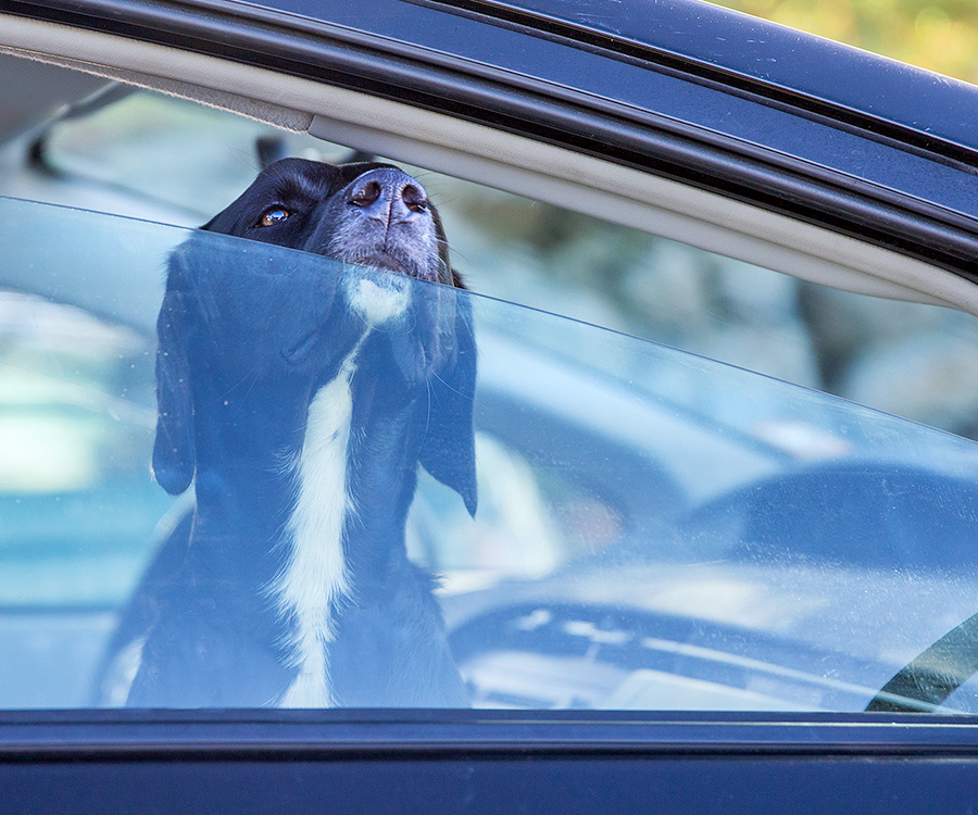 Summer safety tips for dogs - Dog in hot car with window partially open