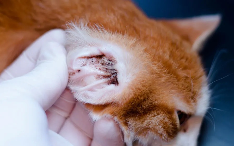 Closeup of gloved human fingers holding a cat's ear with ear mites.
