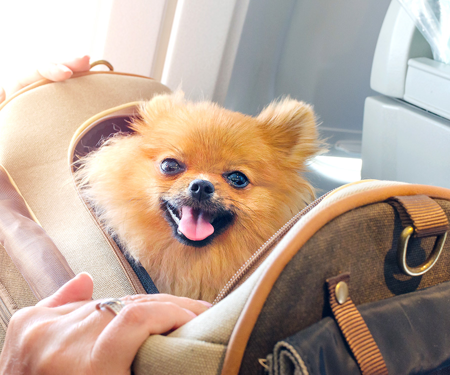 Flying with Pets - Small pomaranian spitz dog in a travel bag on board of plane.