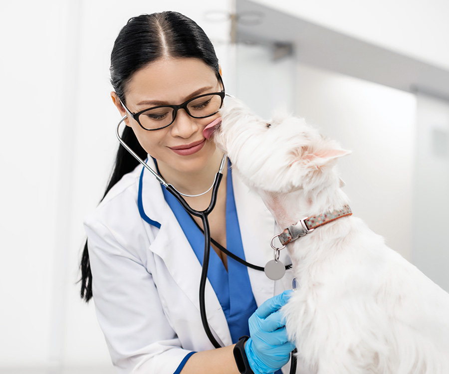 Checkups for dogs - Little white dog licking dark-haired vet wearing glasses during examination.