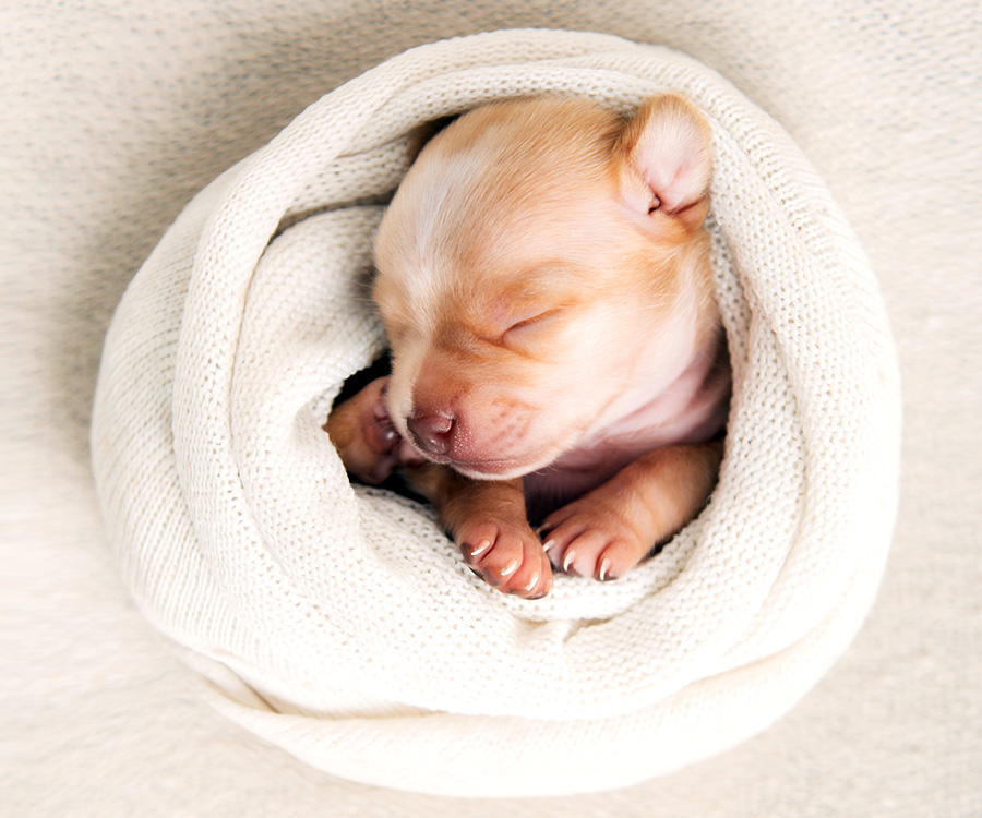 How to keep newborn puppies warm -  Sleeping newborn chihuahua swaddled in a blanket.
