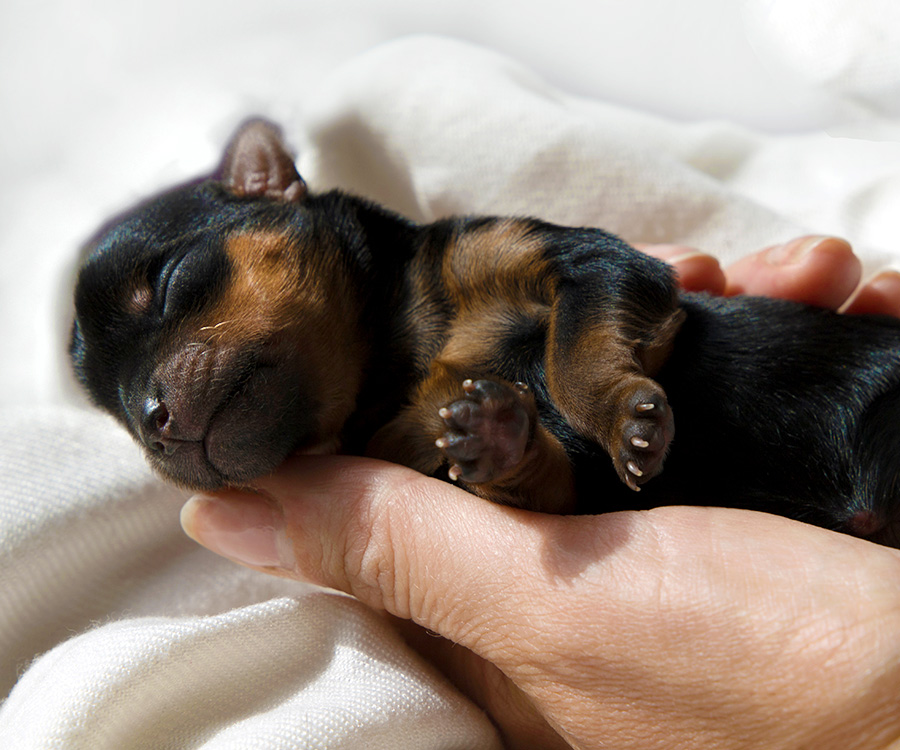 How to keep newborn puppies warm - Newborn yorkshire terrier on hand