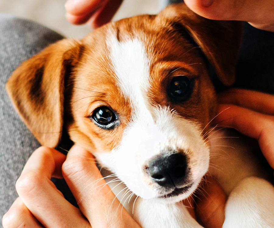 Puppy spay and neuter - Adorable puppy Jack Russell Terrier in the owner's hands.