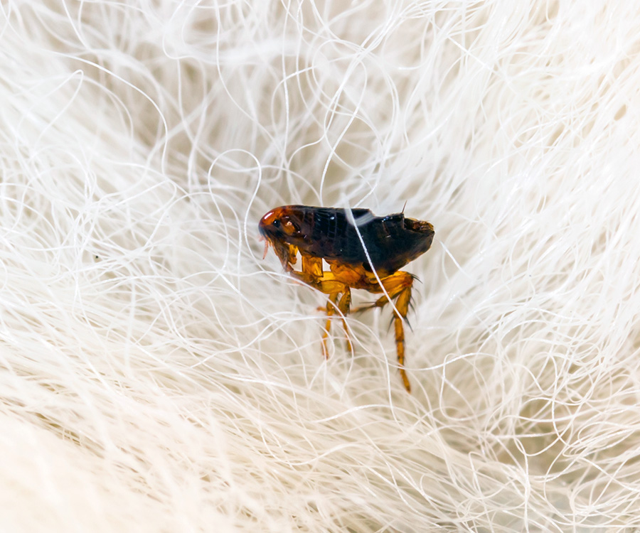 What do fleas look like on a dog? - Closeup of mites and fleas on a dogs skin.