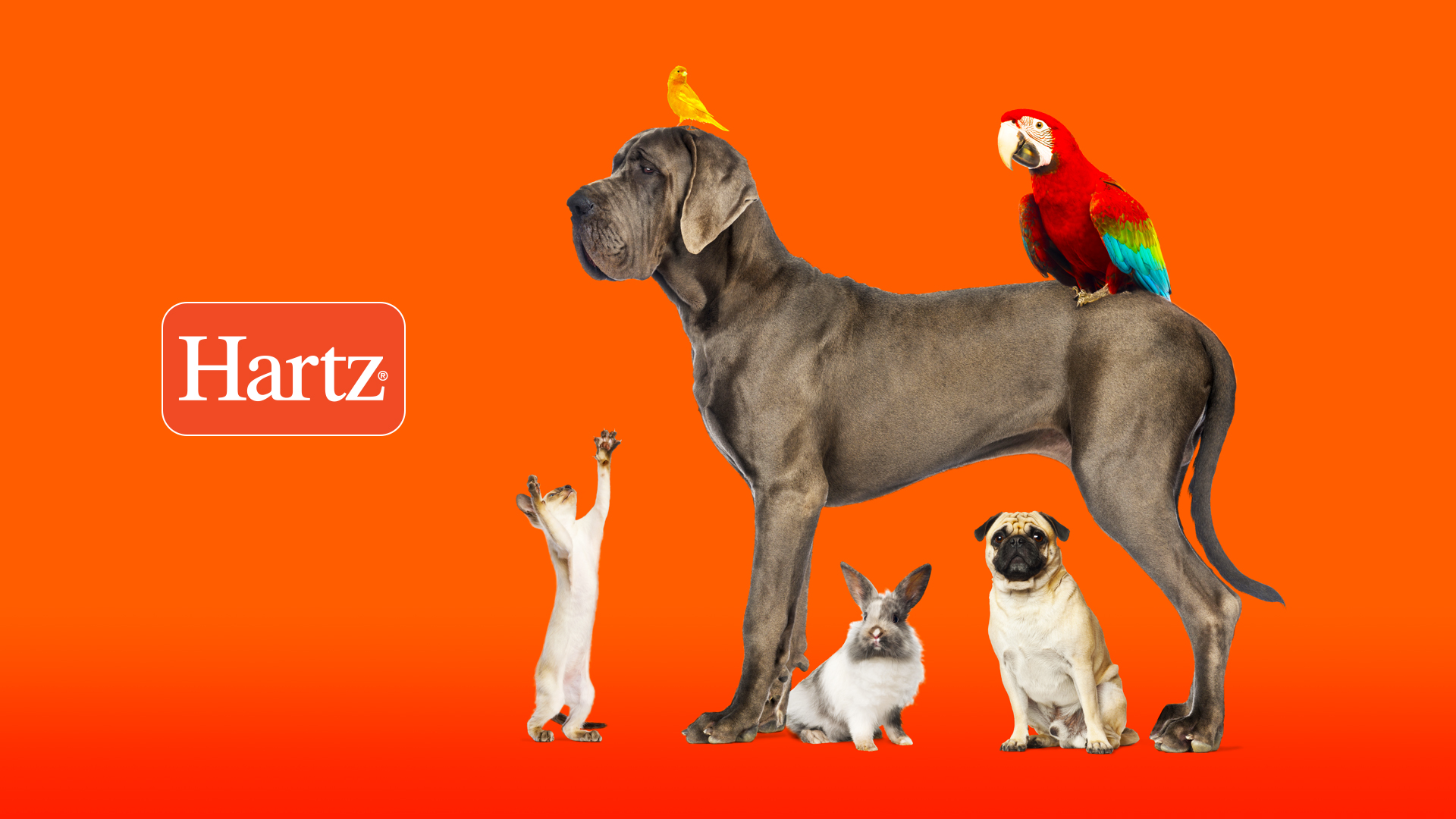 Hartz: Treats, Toys & Supplies For a Healthy and Happy Pet
