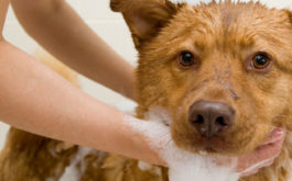 Groom your dog with a shampoo that they'll love