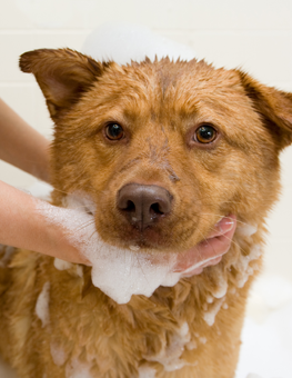 All dogs appreciate a grooming with a good shampoo