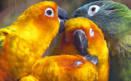 Breeding your birds the proper way: nutrition and nesting