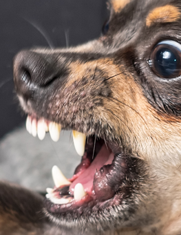 Stop your dog from biting or barking, by anticipating them