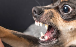 Dog Training 101: How to Prevent Against Biting
