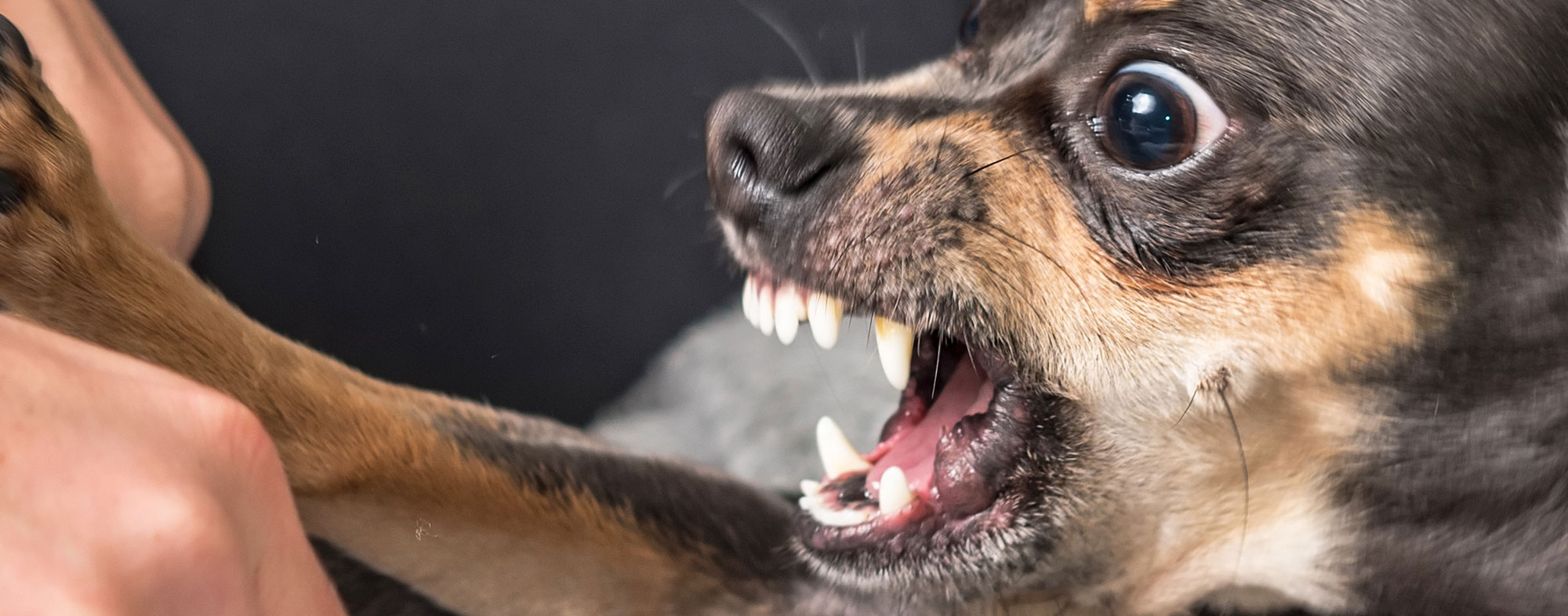 Dog Training 101: How to Prevent Against Biting