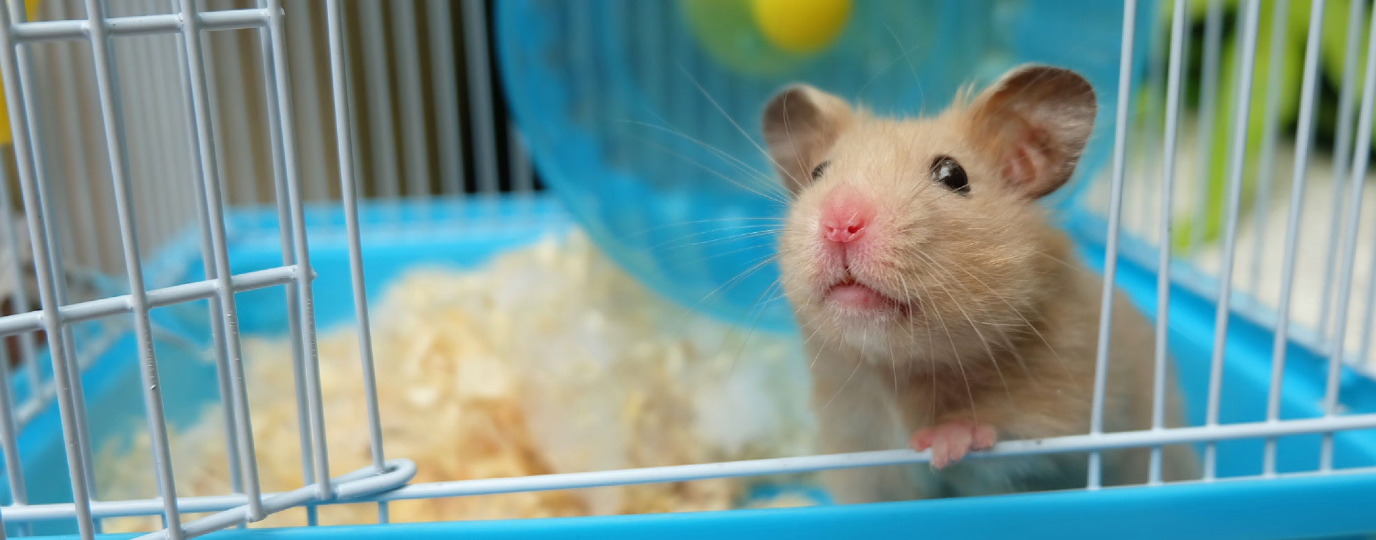 adopting a hamster from pets at home