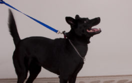 Be the pack leader with your dog by training at the front door