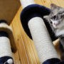 Maintaining a cat friendly home your feline will love