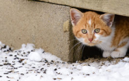 Care for feral cats safely and humanely in your own way