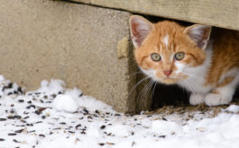 Care for feral cats safely and humanely in your own way