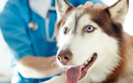Animal acupuncture may be perfect for your beloved dog
