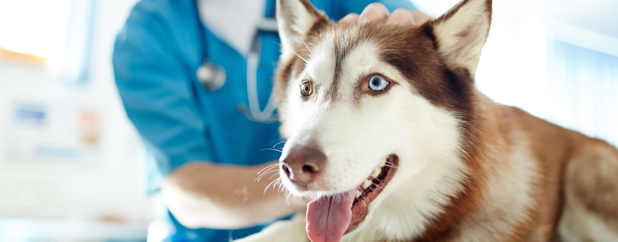 Animal acupuncture may be perfect for your beloved dog