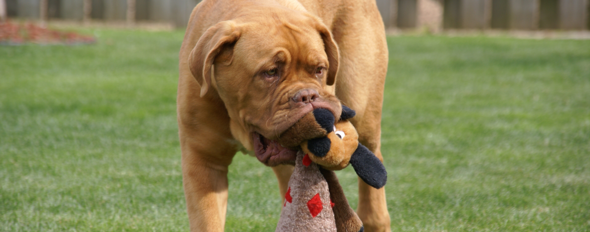 human hand dog chew toy