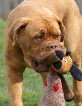 Good dog toys may last, but don't skimp on cleaning them