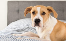 Help homeless pets find a home by fostering them