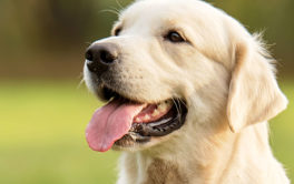 Narrowing down a name for your new dog can be exciting