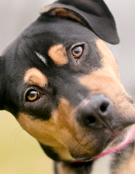 Analyze your dog's DNA to get a leg-up on genetic diseases
