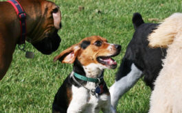 Immunize your dog's before visiting the dog park