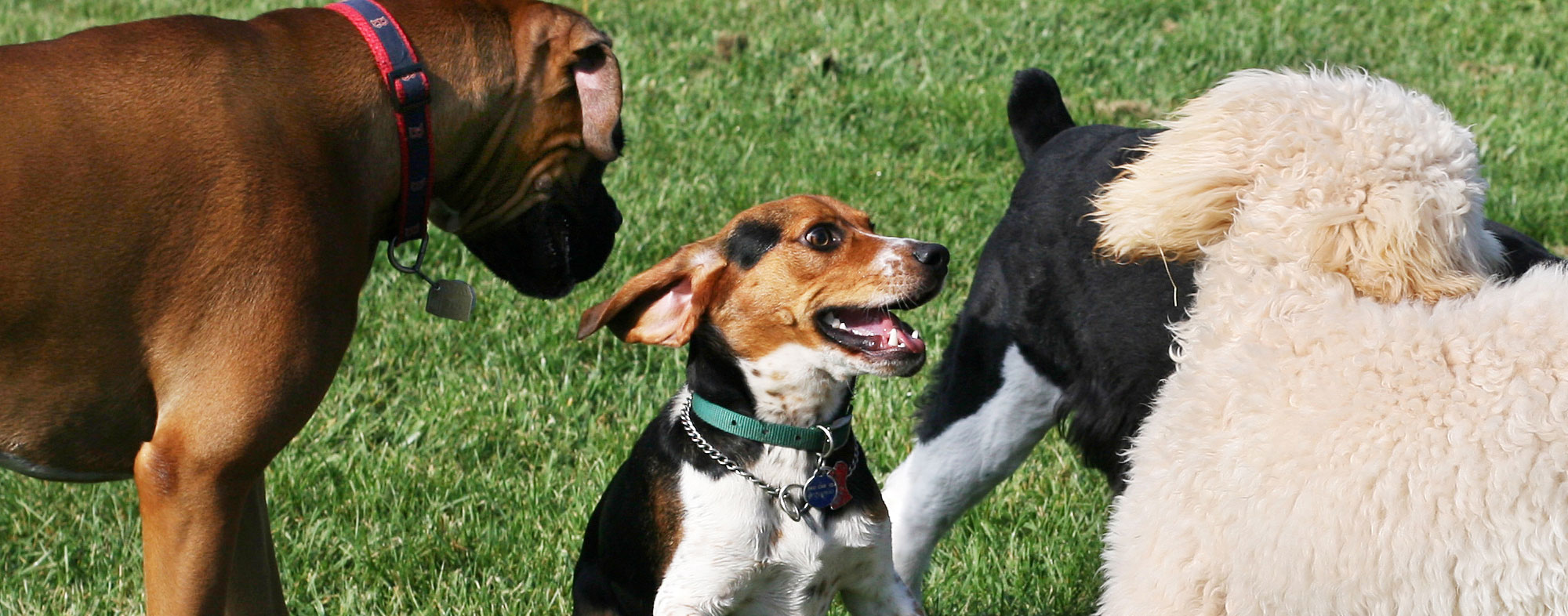Immunize your dog's before visiting the dog park