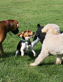 Monitoring your dog at the park ensures fun for everyone